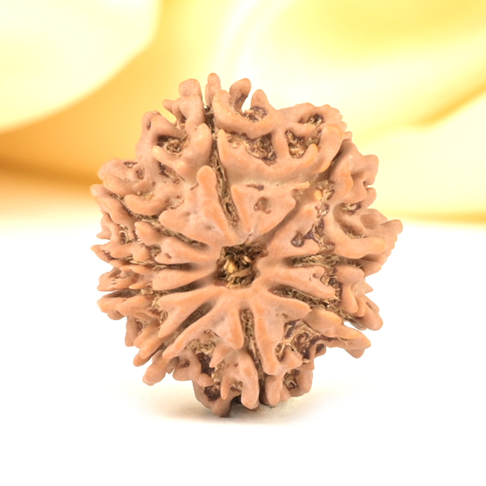 9 Mukhi from Nepal Small - DCCCX