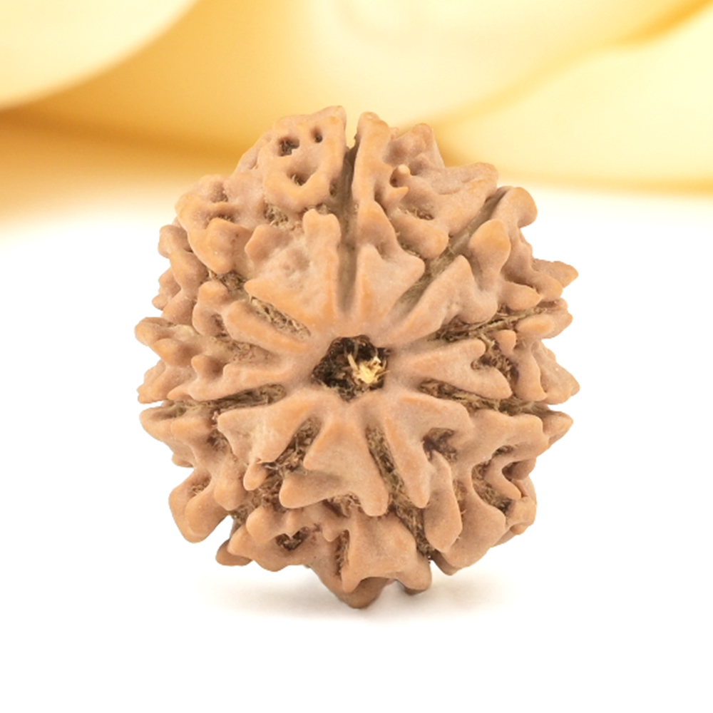 9 Mukhi from Nepal Small - DCCCXI