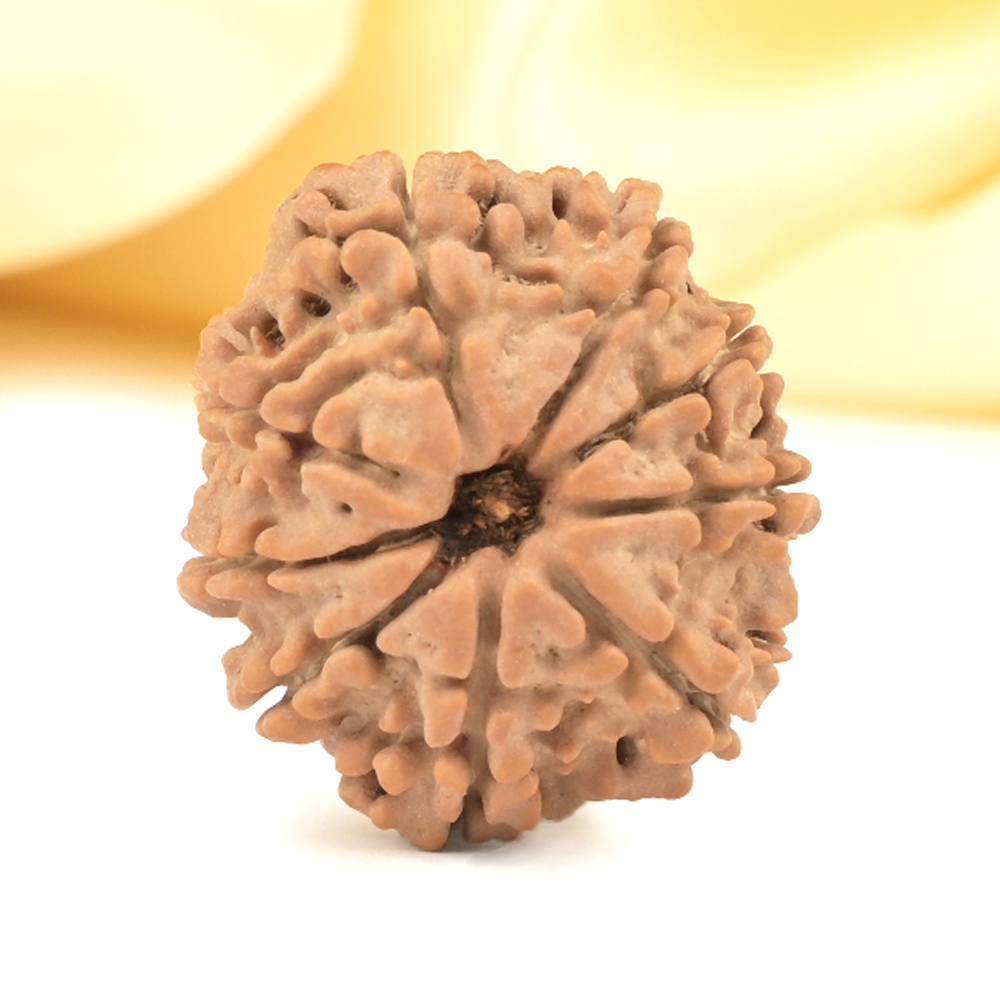 9 Mukhi from Nepal Small - DCCCXII