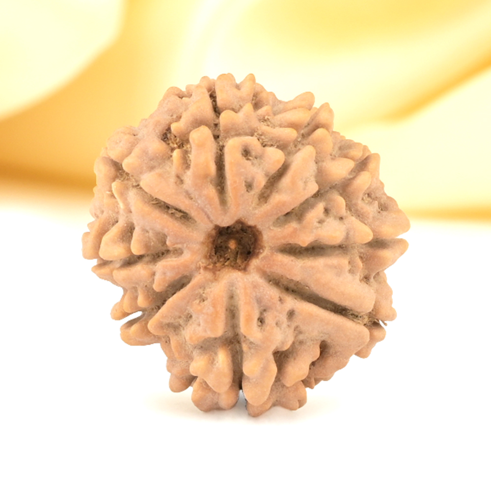 9 Mukhi from Nepal Small - DCCCXIII