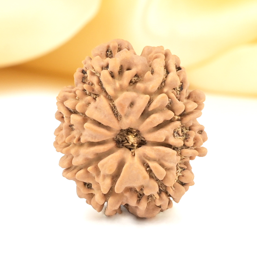 9 Mukhi from Nepal Small - DCCCXIV