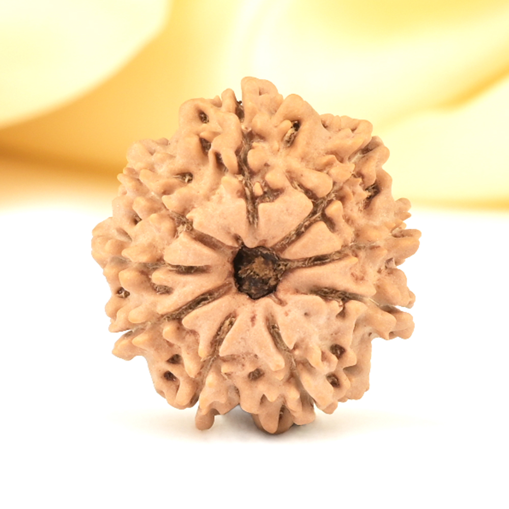 9 Mukhi from Nepal Small - DCCCXV