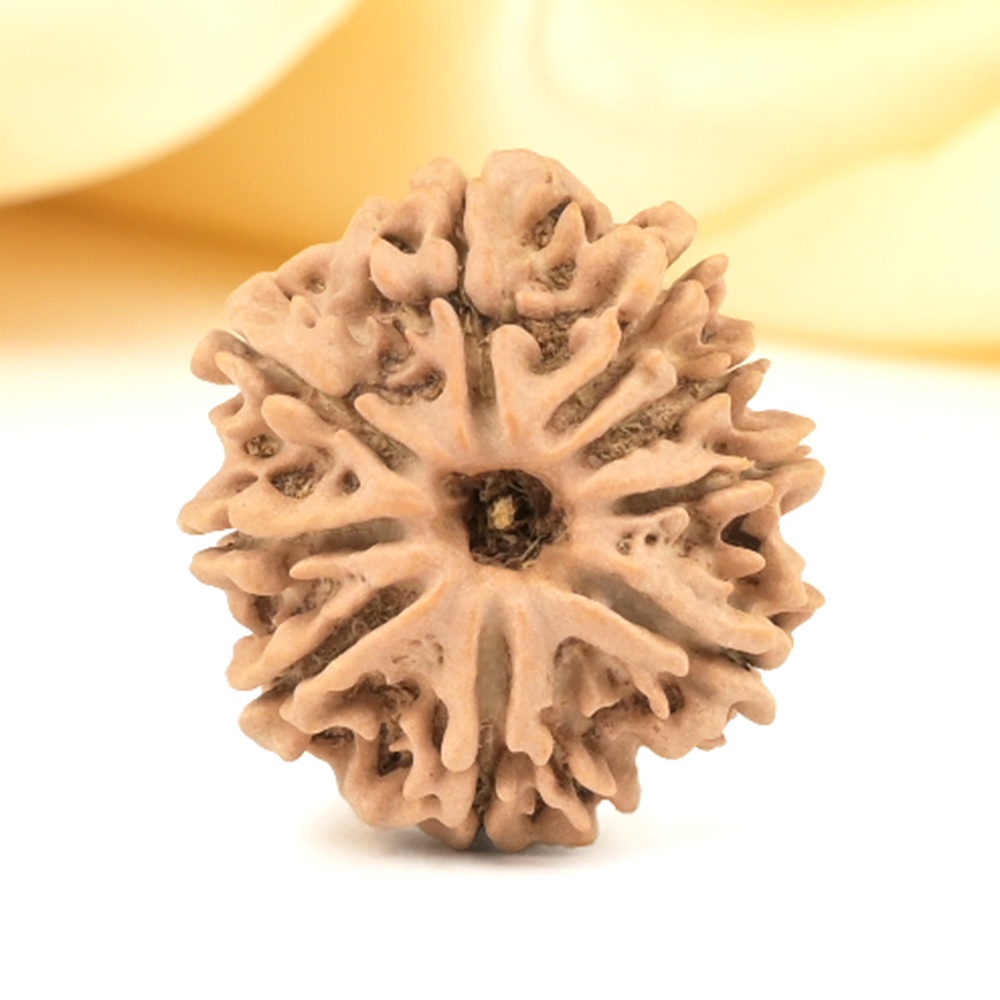 9 Mukhi from Nepal Small - DCCCXVI