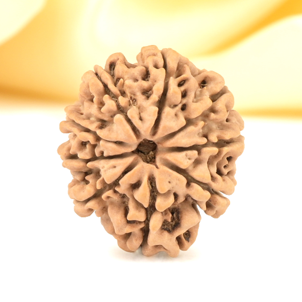 9 Mukhi from Nepal Small - DCCCXVII