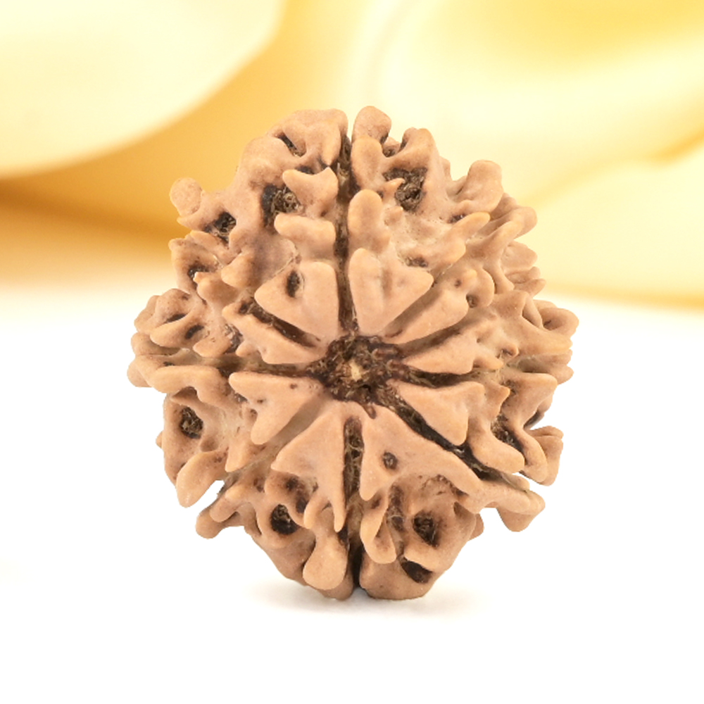 9 Mukhi from Nepal Small - DCCCXVIII