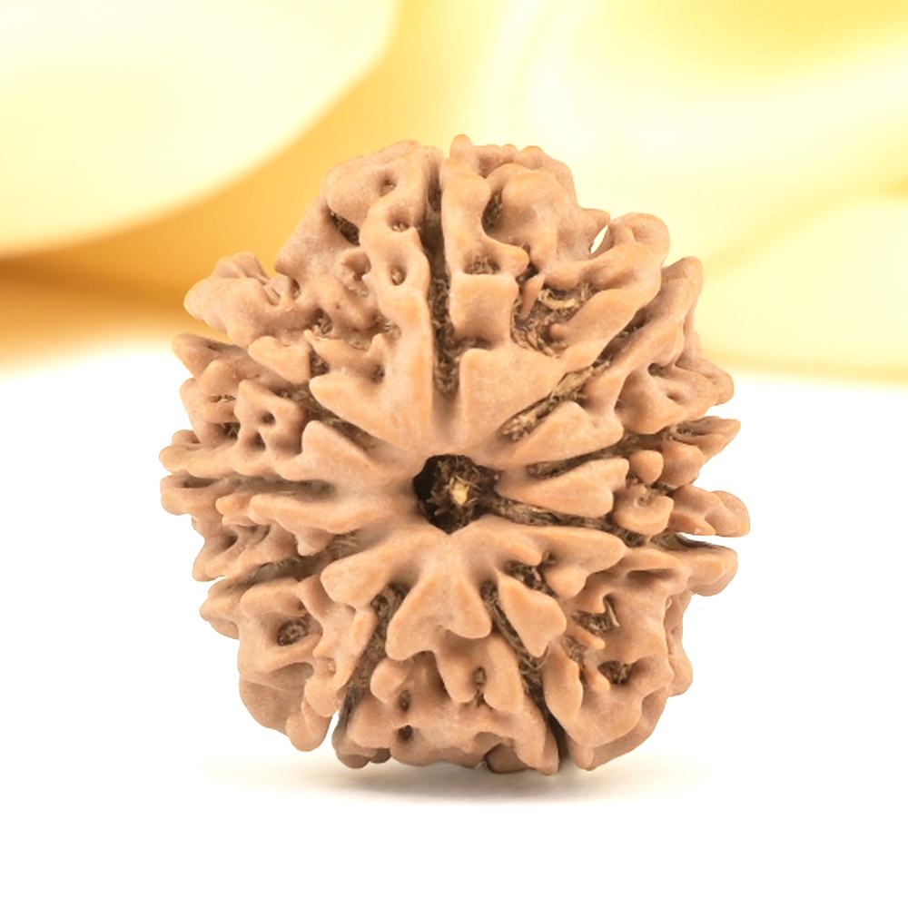 9 Mukhi from Nepal Small - DCCCXIX