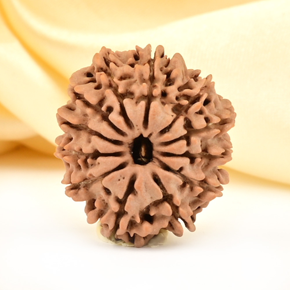 12 Mukhi from Nepal Small - CDXLVII