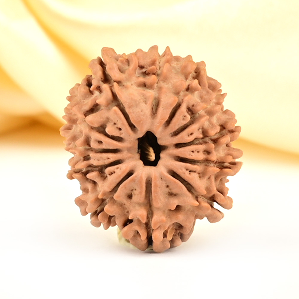 12 Mukhi from Nepal Small - CDXLVIII