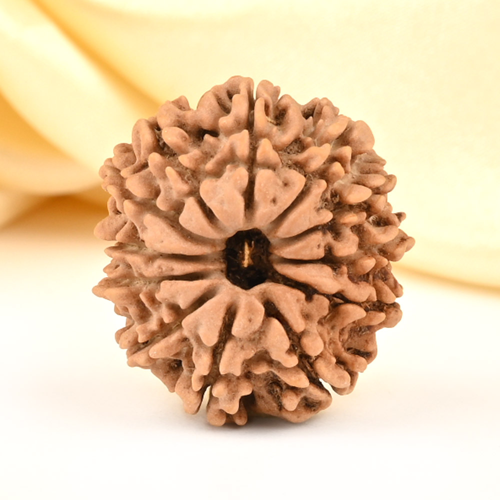 12 Mukhi from Nepal Small - CDXLIX