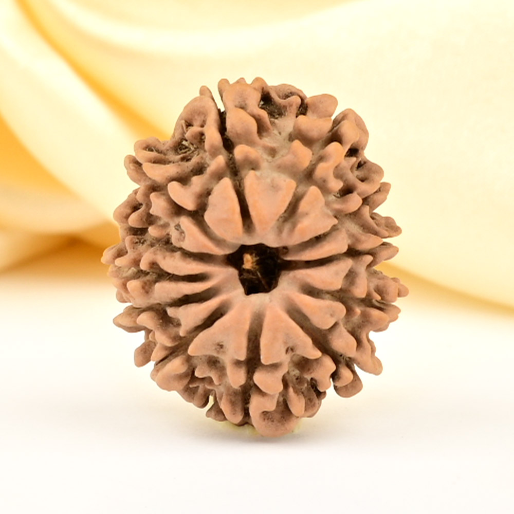 12 Mukhi from Nepal Small - CDL