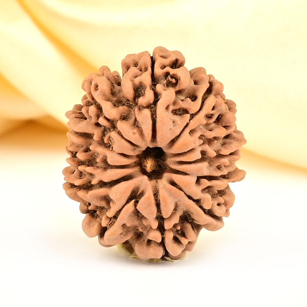 12 Mukhi from Nepal Small - CDLI