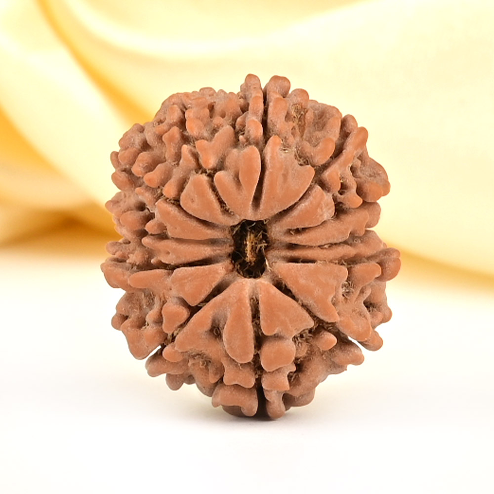 12 Mukhi from Nepal Small - CDLII