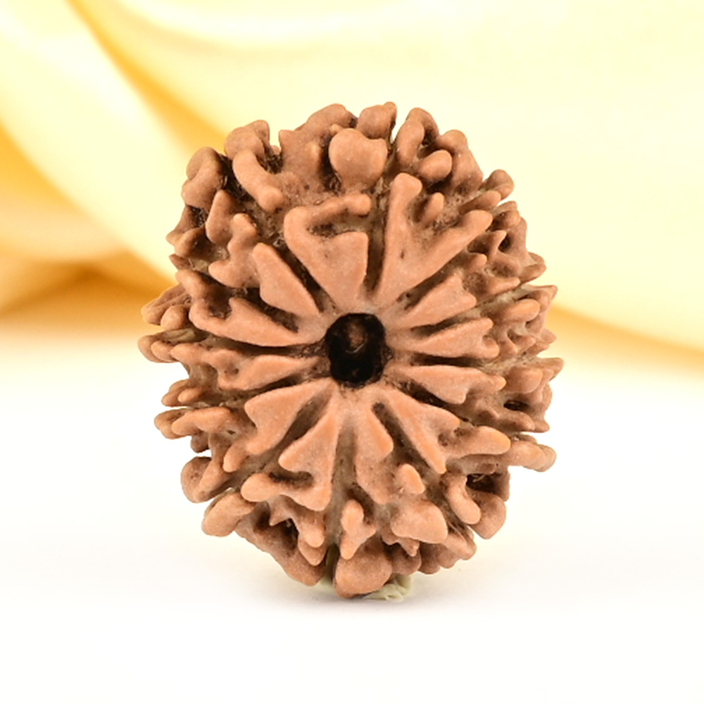 12 Mukhi from Nepal Small - CDLIII