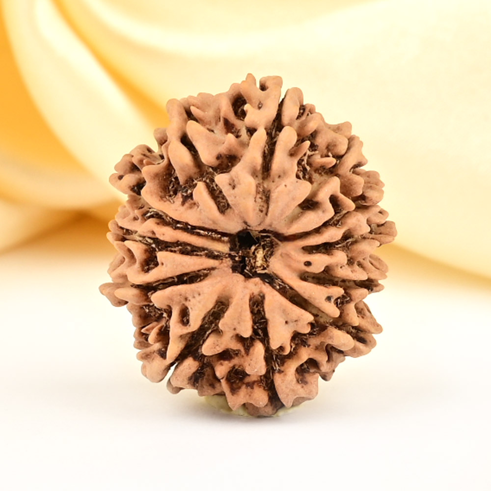 12 Mukhi from Nepal Small - CDLIV