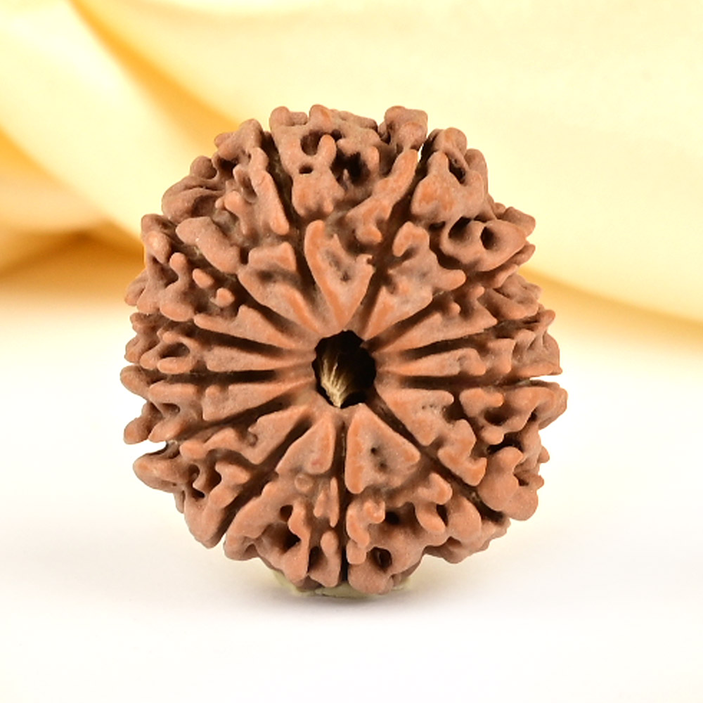 12 Mukhi from Nepal Small - CDLV