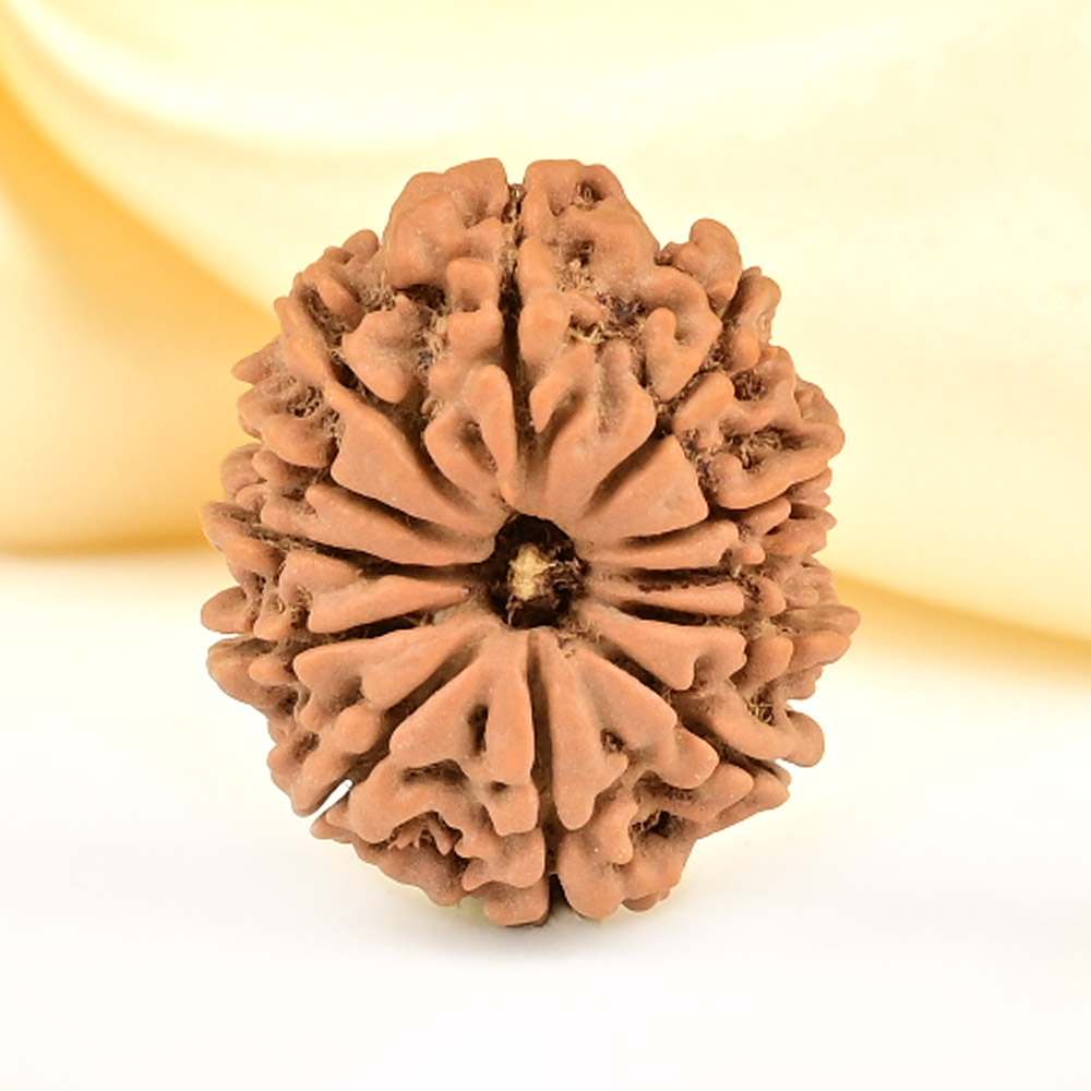 12 Mukhi from Nepal Small - CDLVI