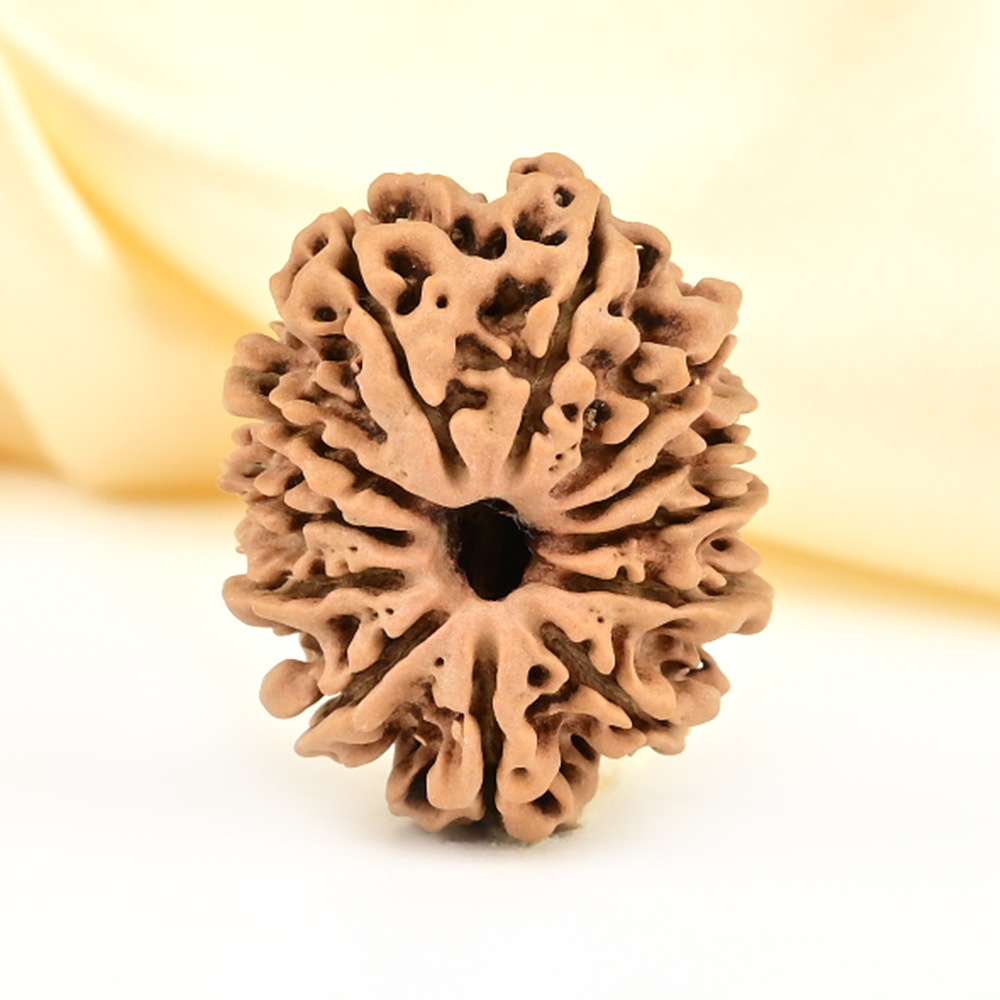 12 Mukhi from Nepal Small - CDLVII