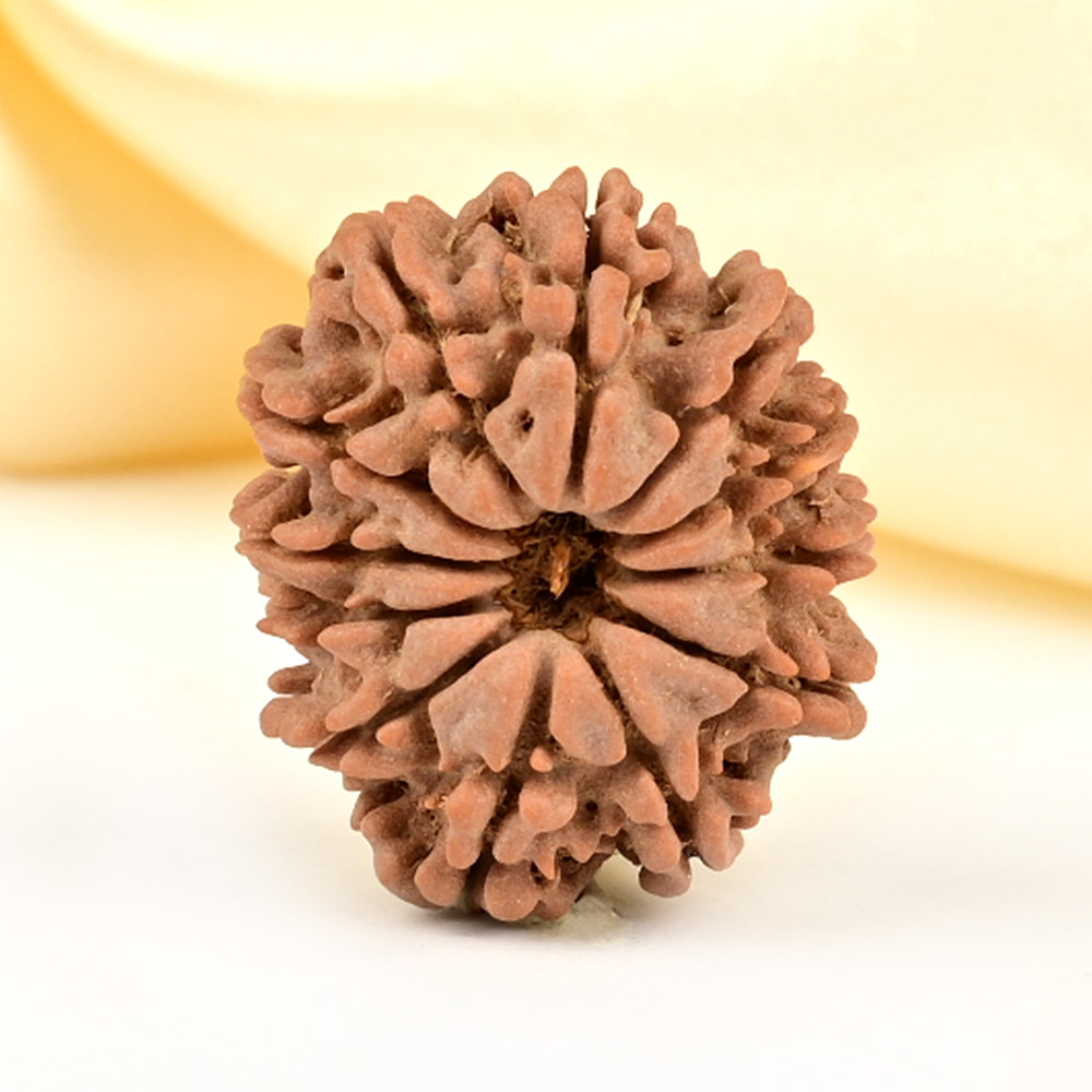 12 Mukhi from Nepal Small - CDLVIII