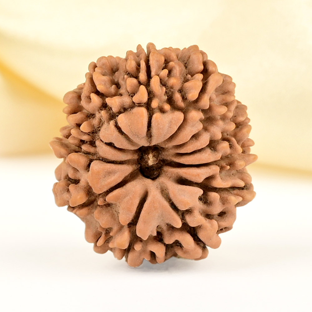 12 Mukhi from Nepal Small - CDLIX