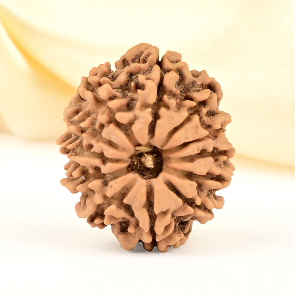 12 Mukhi from Nepal Small - CDLXI