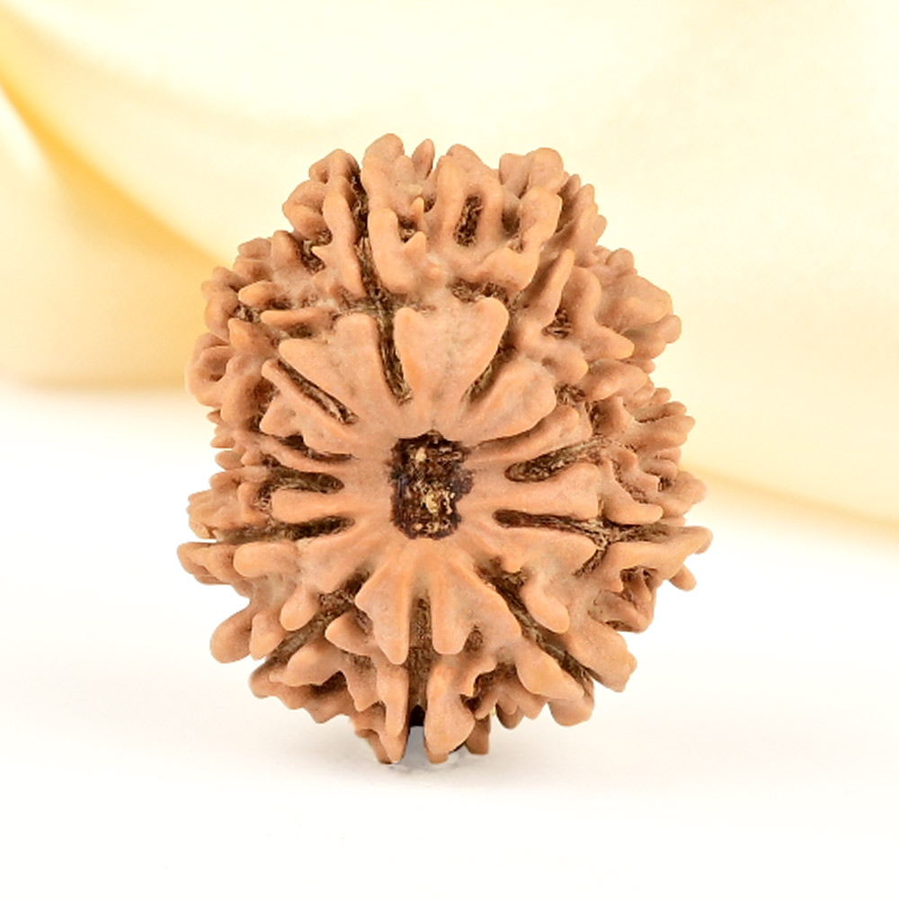 12 Mukhi from Nepal Small - CDLXII