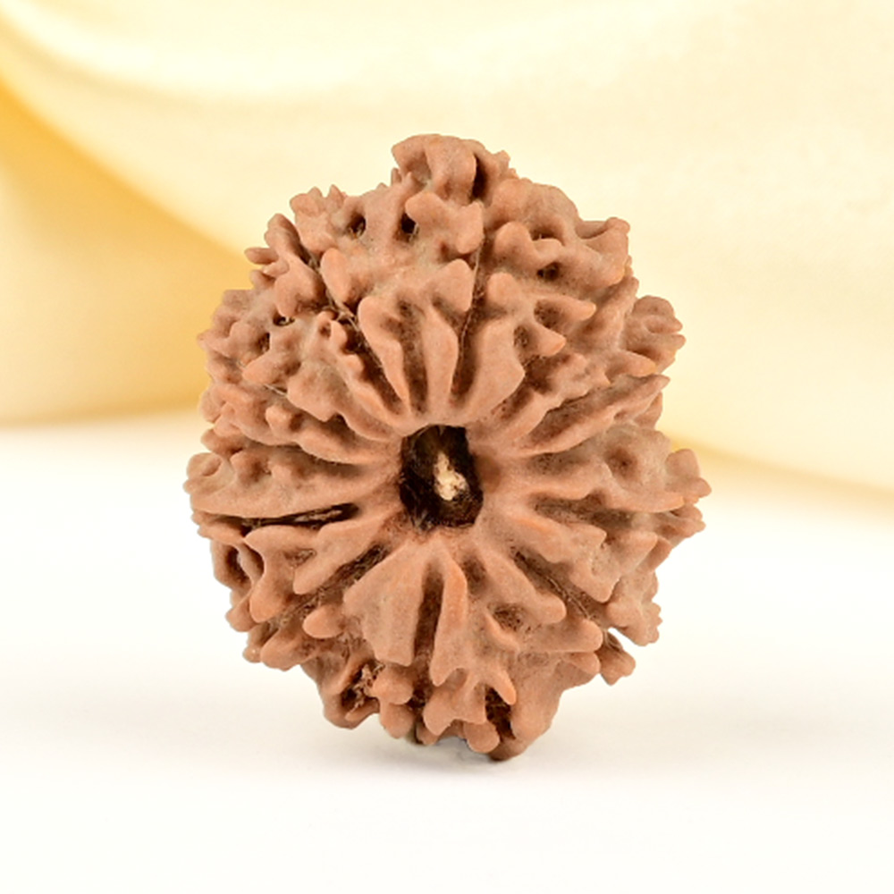 12 Mukhi from Nepal Small - CDLXIV