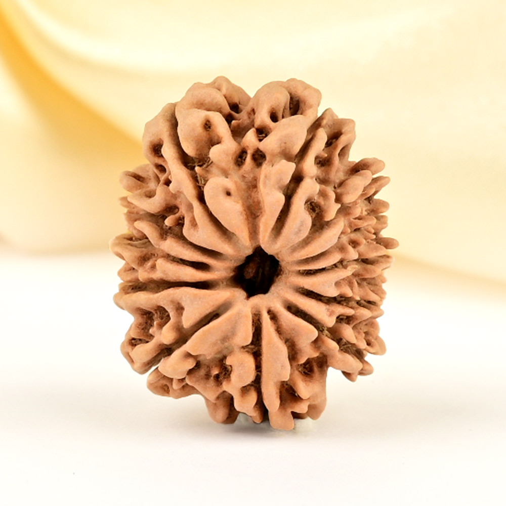 12 Mukhi from Nepal Small - CDLXV