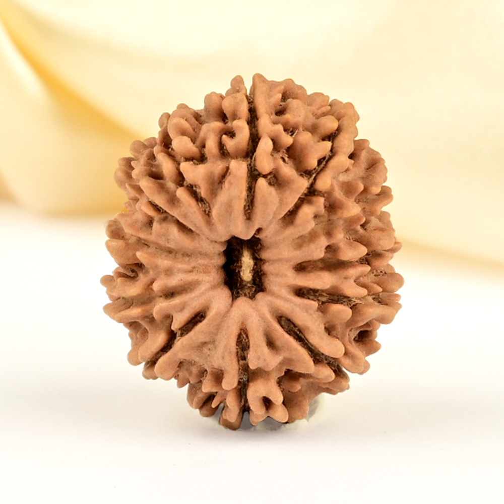 12 Mukhi from Nepal Small - CDLXVI