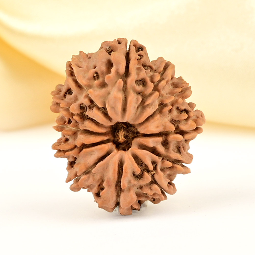 12 Mukhi from Nepal Small - CDLXVII