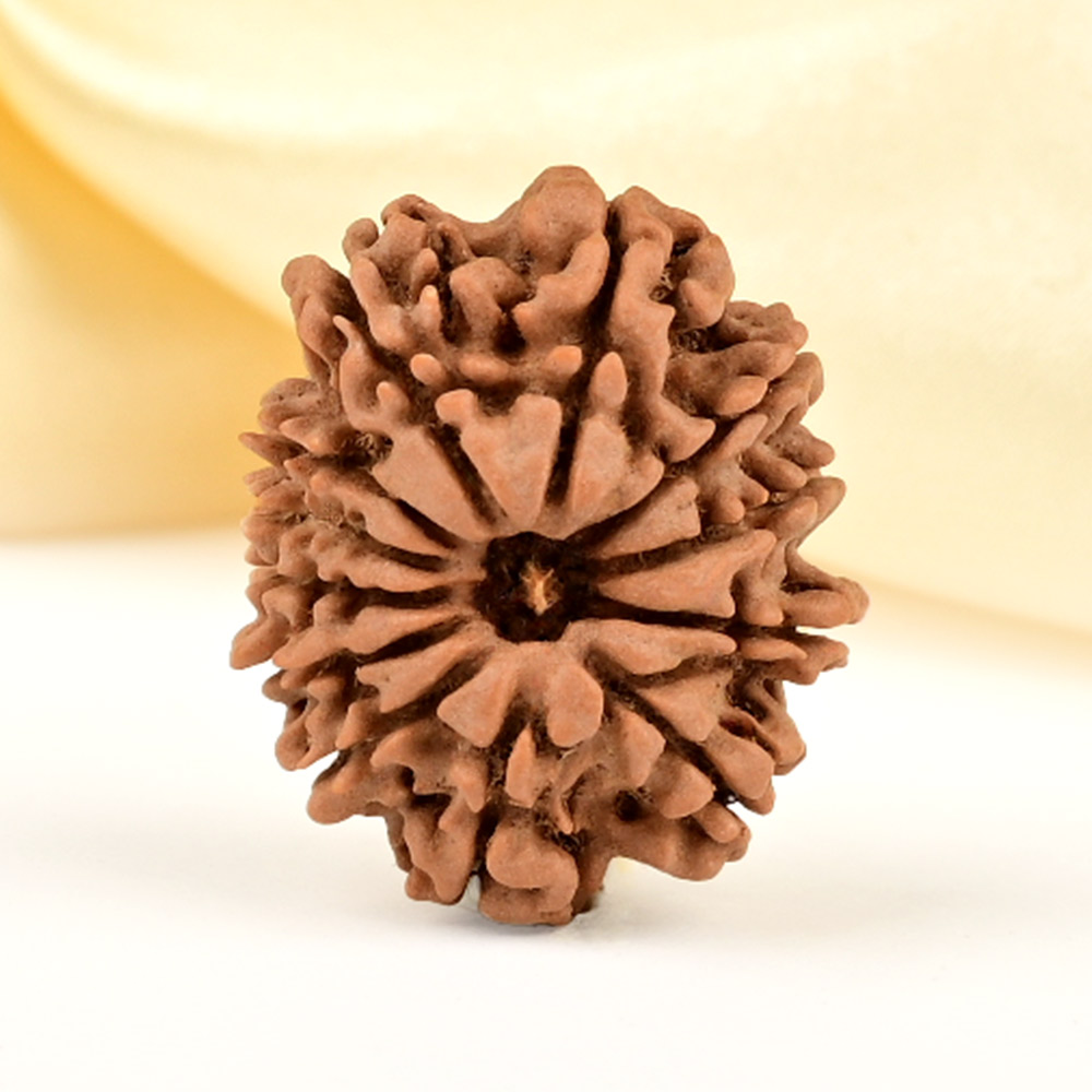 12 Mukhi from Nepal Small - CDLXVIII