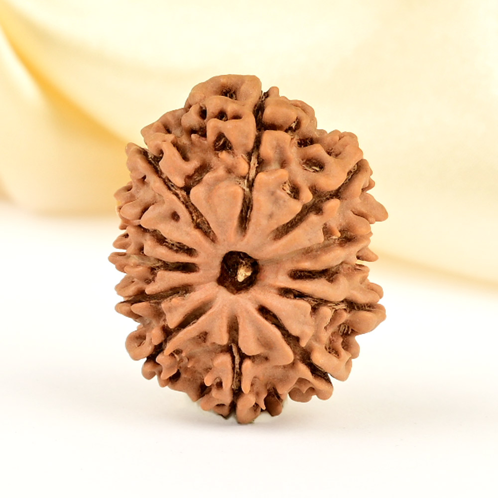 12 Mukhi from Nepal Small - CDLXIX