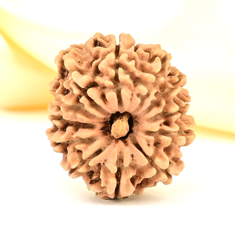 12 Mukhi from Nepal Small - CDLXXII