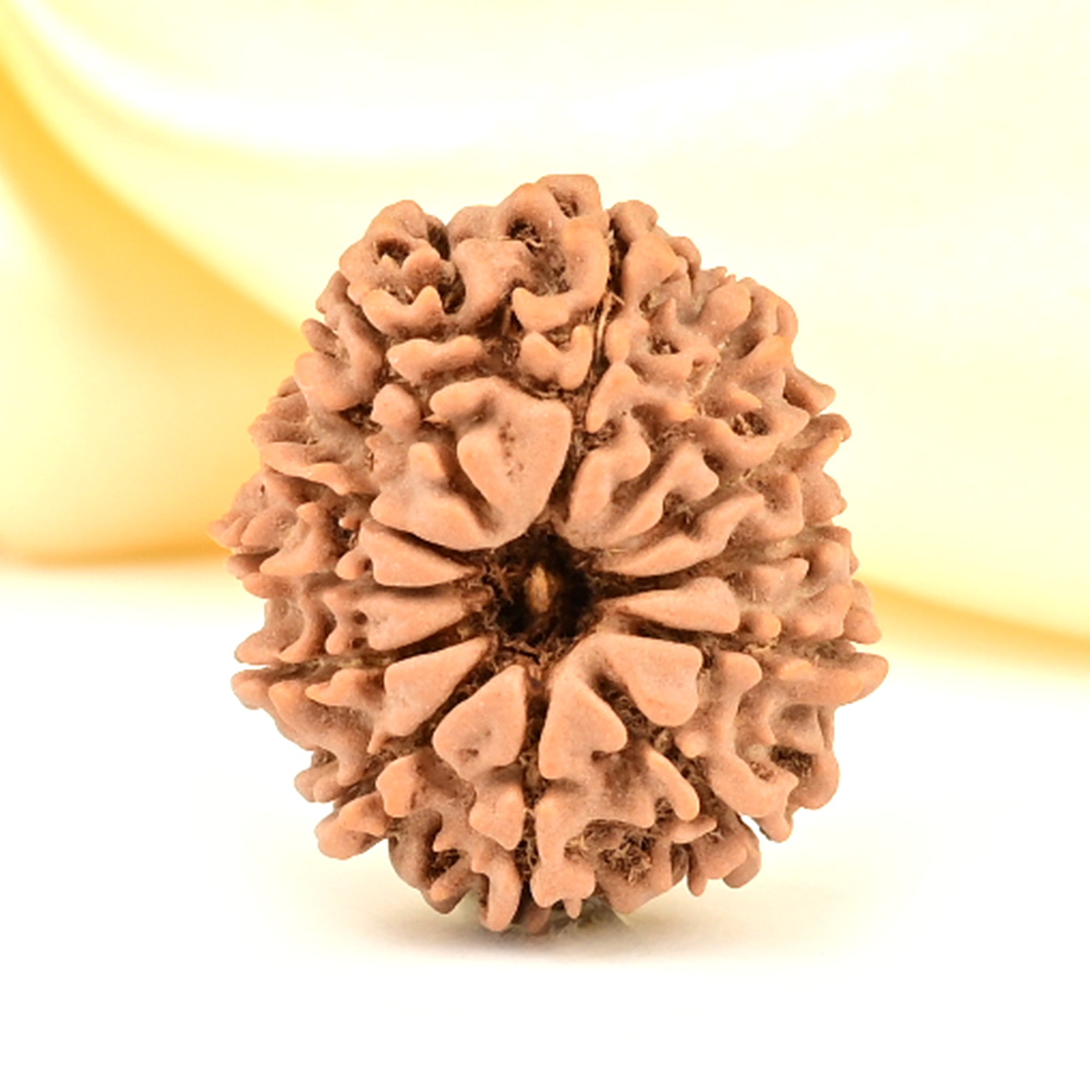 12 Mukhi from Nepal Small - CDLXXIV