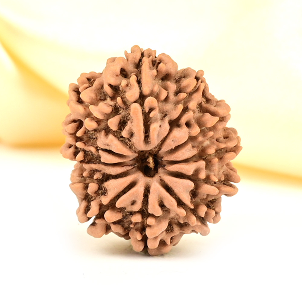 12 Mukhi from Nepal Small - CDLXXV