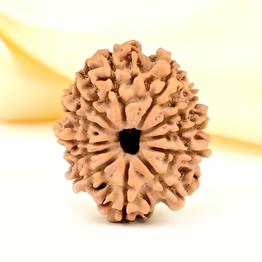 12 Mukhi from Nepal Small - CDLXXVI