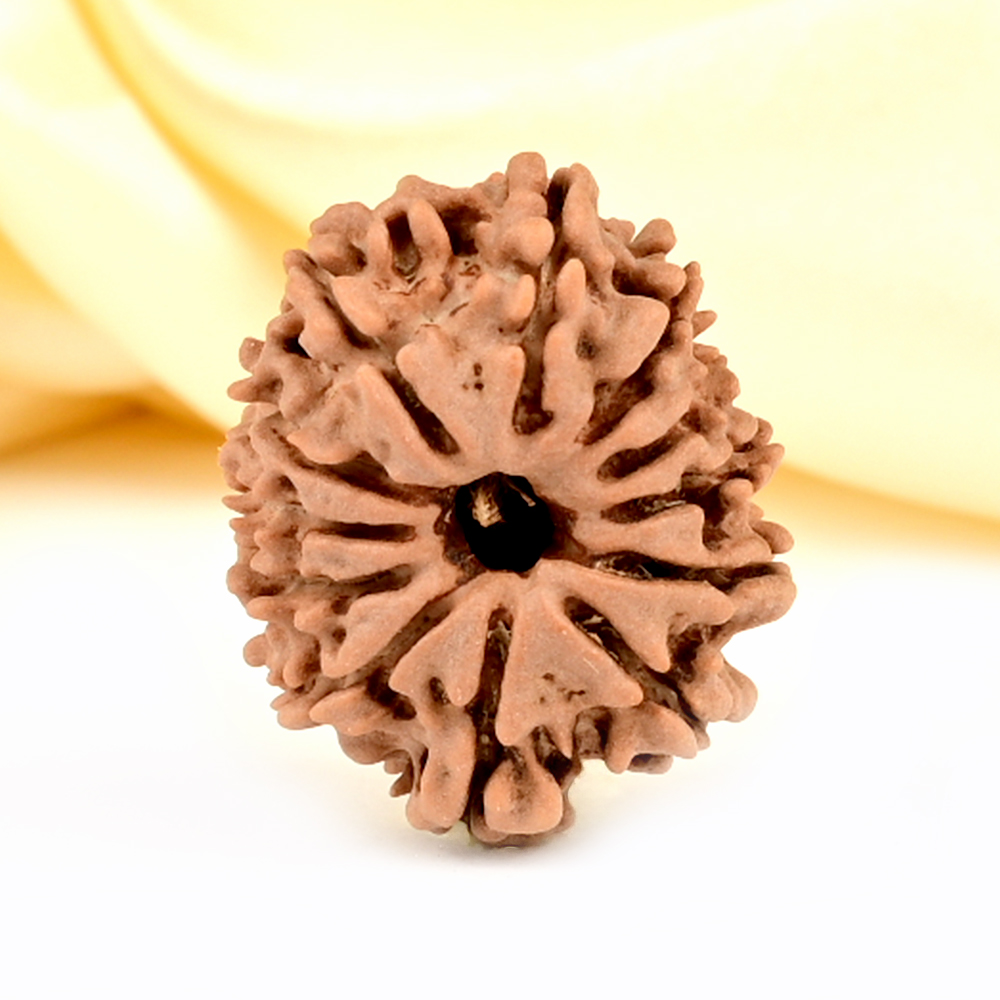 12 Mukhi from Nepal Small - CDLXXXIII