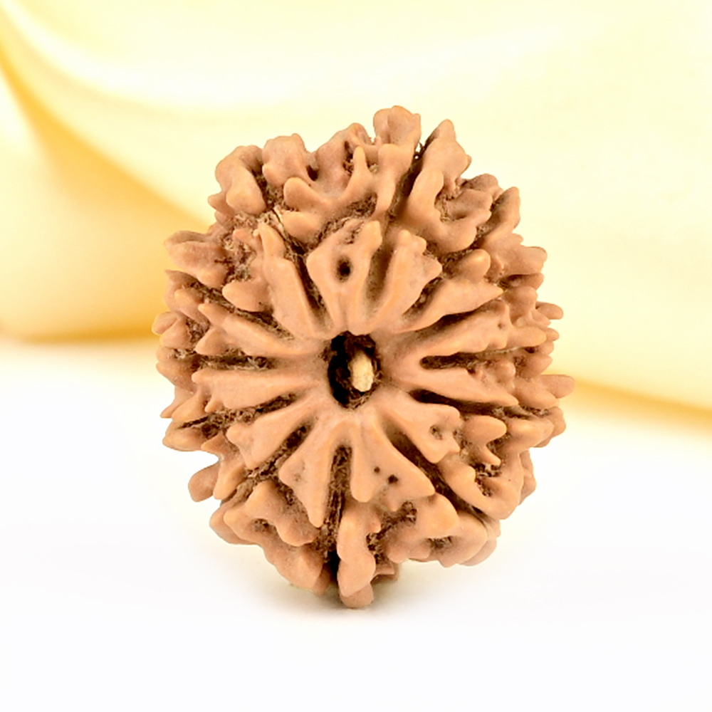 12 Mukhi from Nepal Small - CDLXXXIV