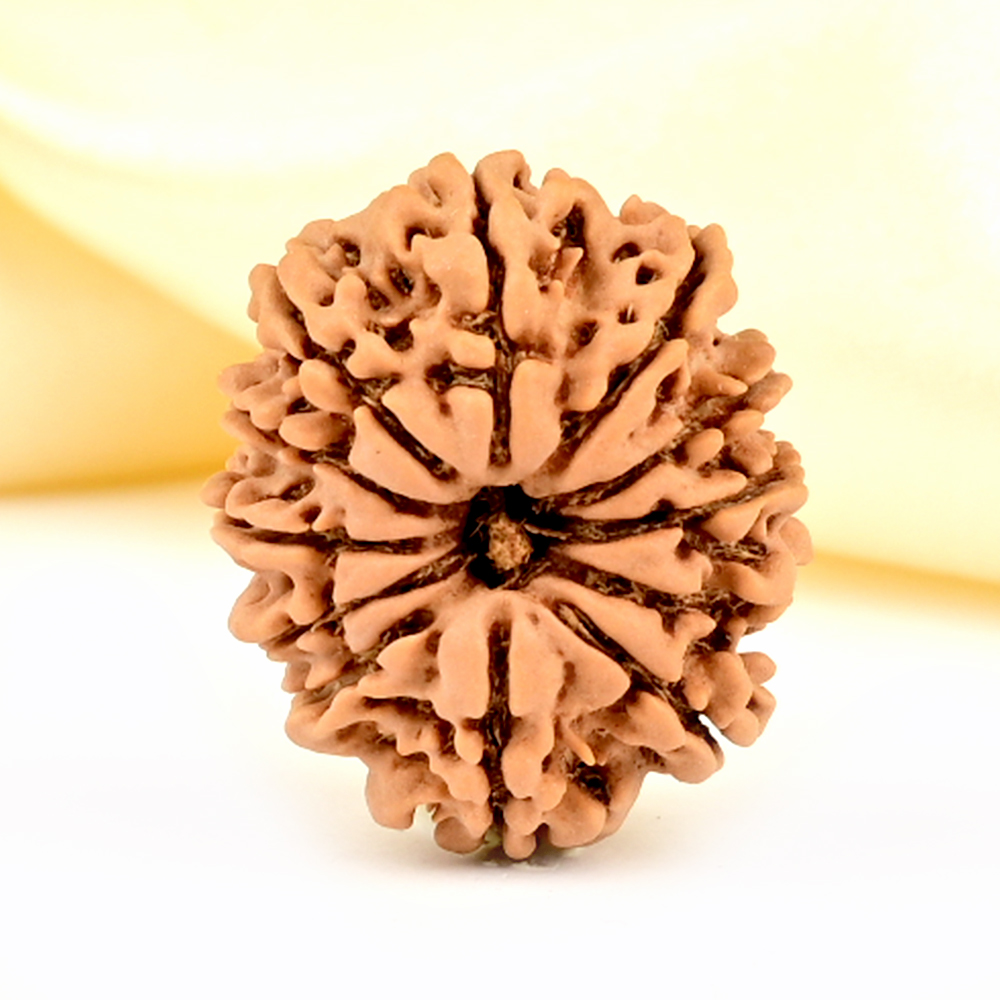 12 Mukhi from Nepal Small - CDLXXXV