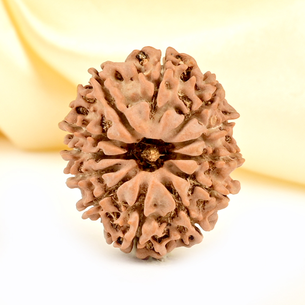 12 Mukhi from Nepal Small - CDLXXXVI