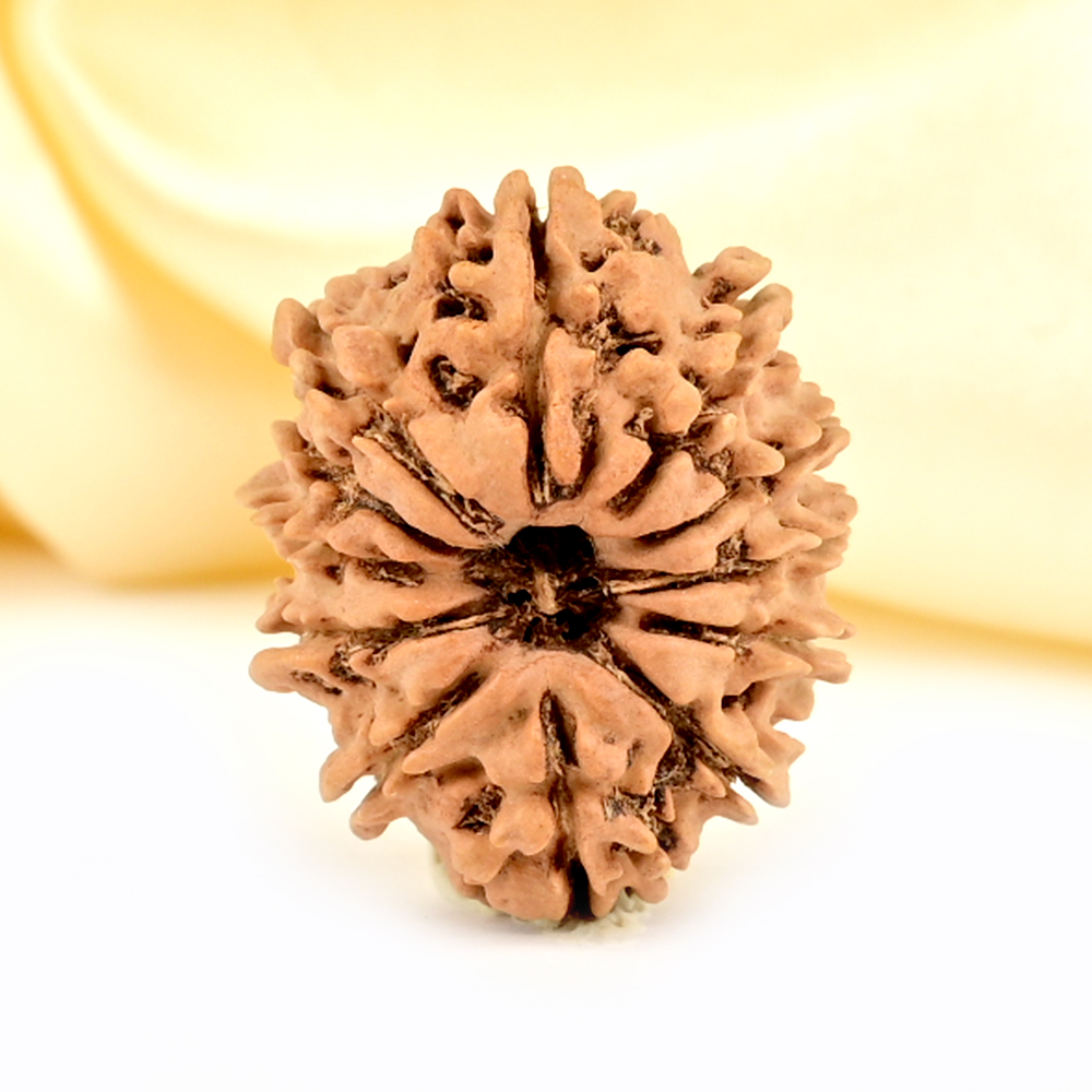 12 Mukhi from Nepal Small - CDLXXXVII