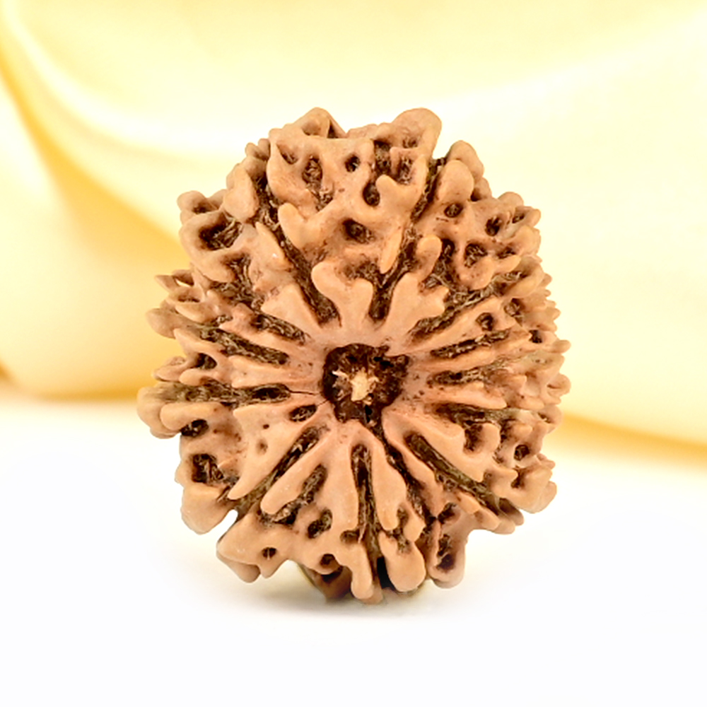 12 Mukhi from Nepal Small - CDLXXXVIII