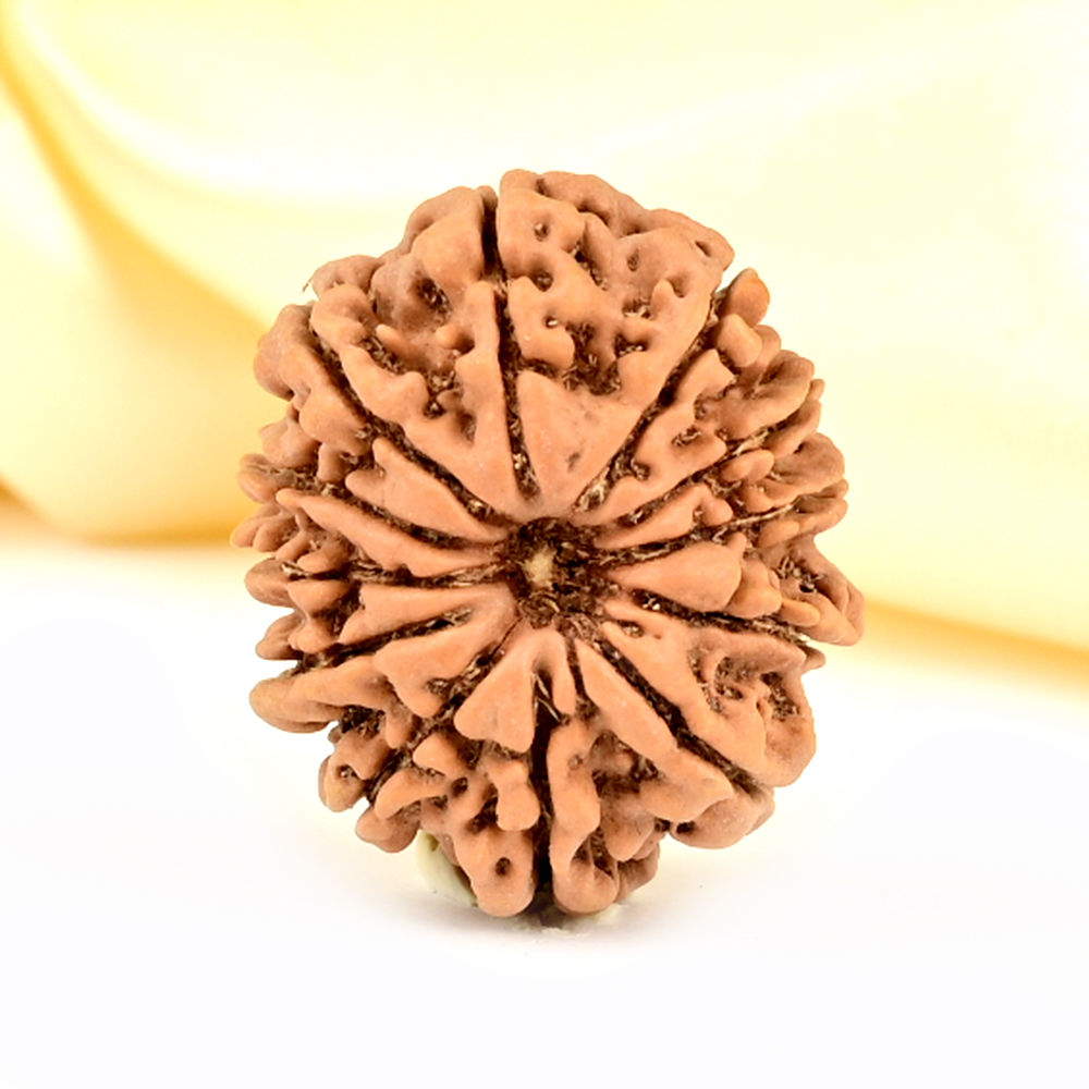 12 Mukhi from Nepal - CLXXXVII