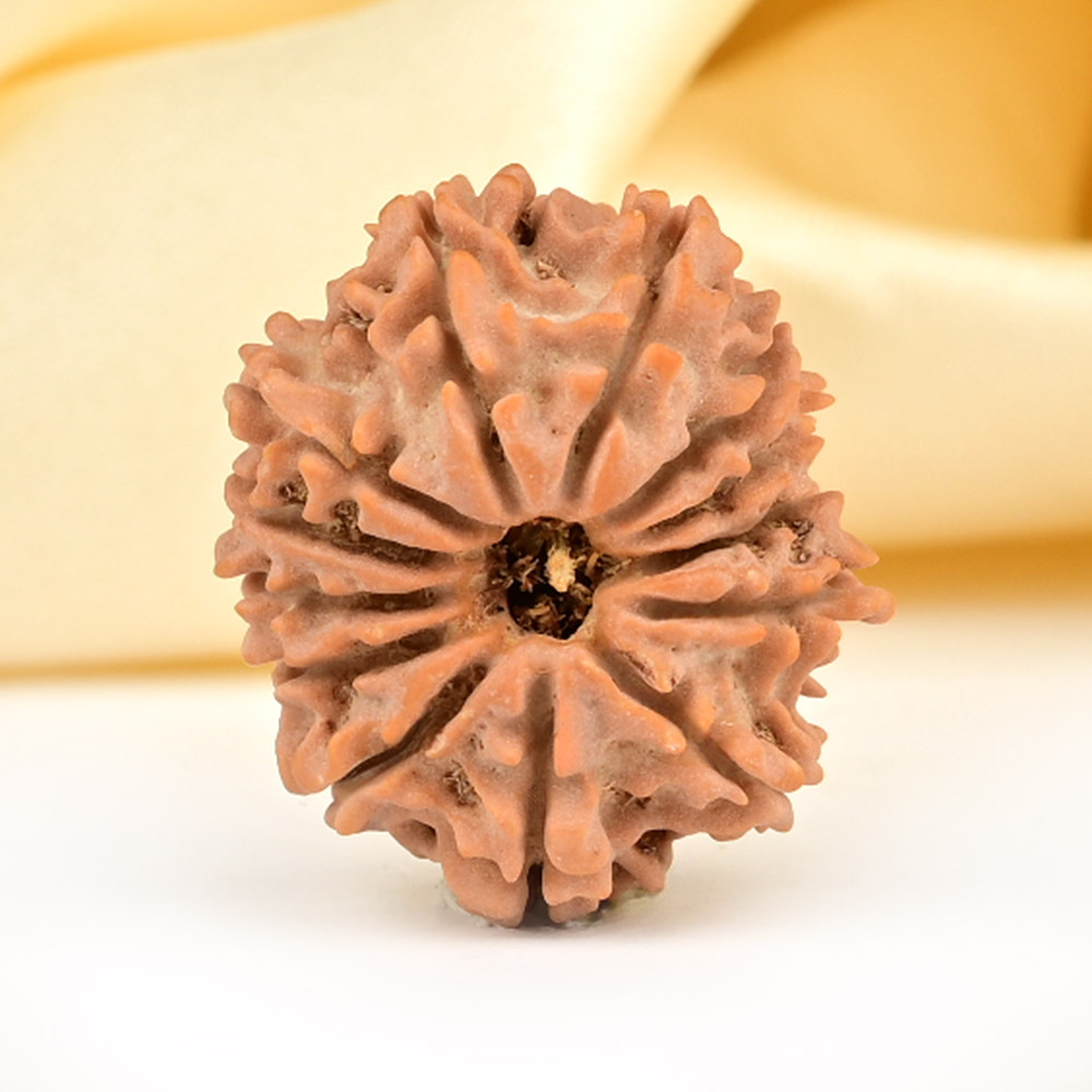 13 Mukhi from Nepal small - CCCLXXII