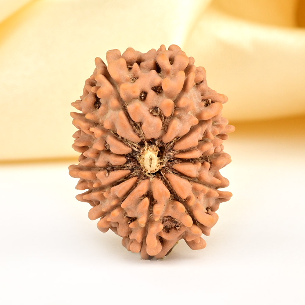 13 Mukhi from Nepal small - CCCLXXIV