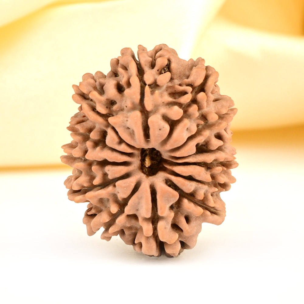 13 Mukhi from Nepal small - CCCLXXV