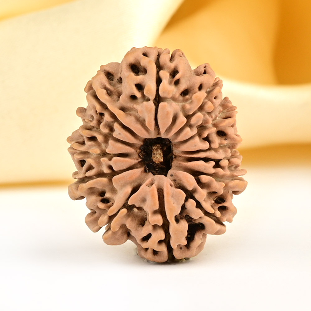 13 Mukhi from Nepal small - CCCLXXVI