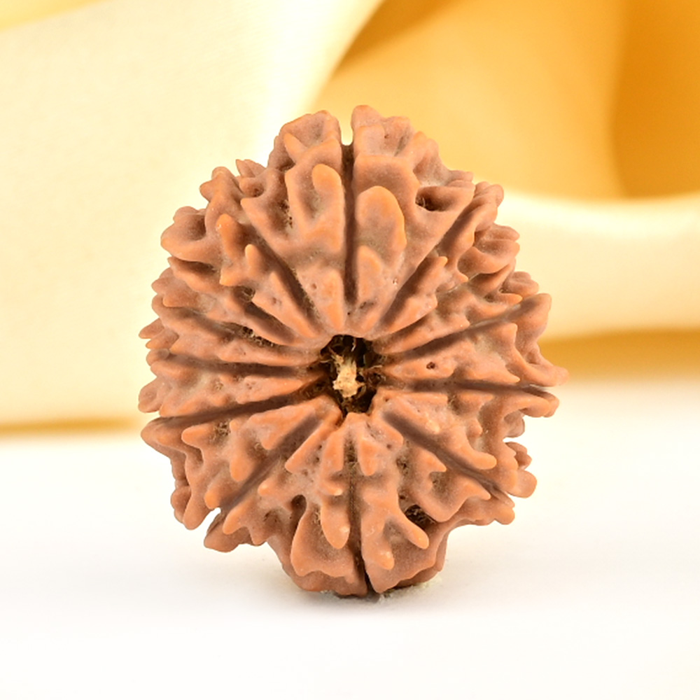 13 Mukhi from Nepal small - CCCLXXVII