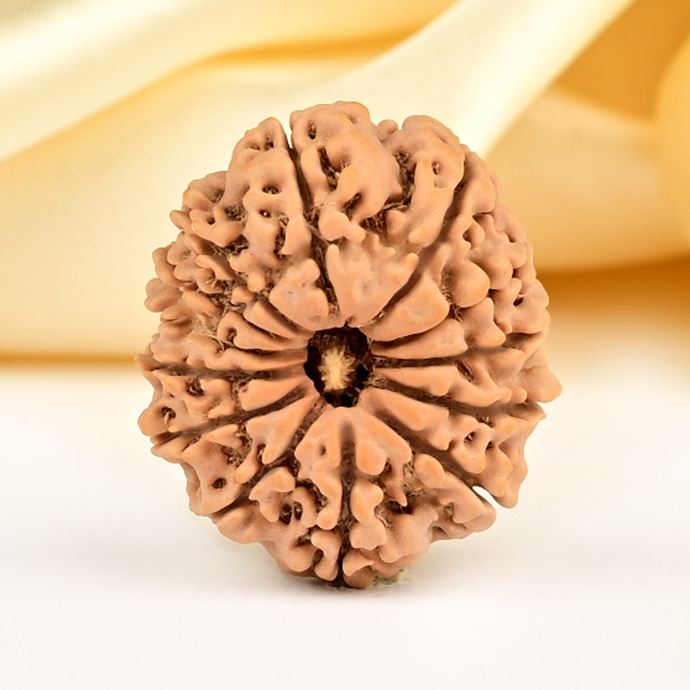 13 Mukhi from Nepal small - CCCLXXVIII