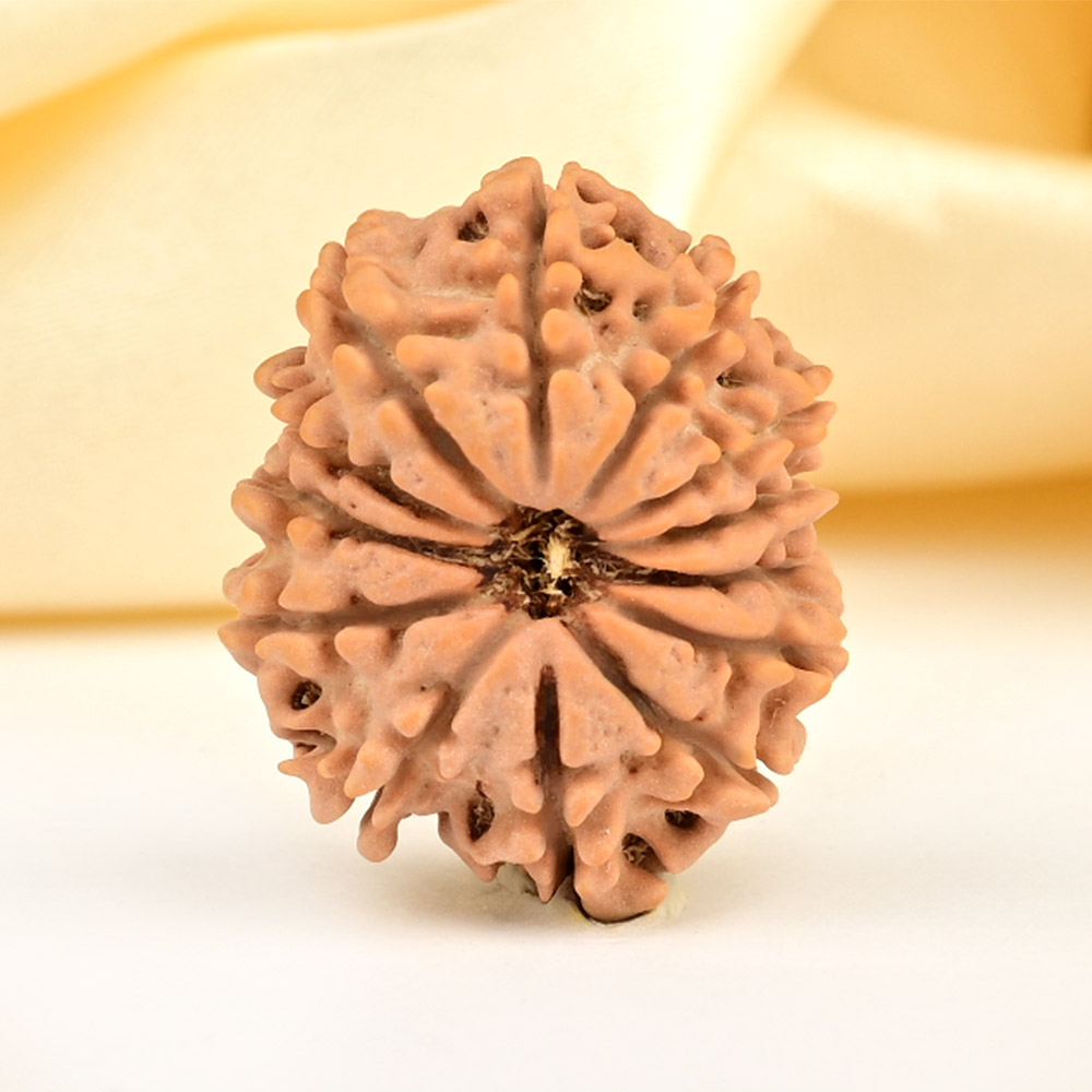 13 Mukhi from Nepal small - CCCLXXIX