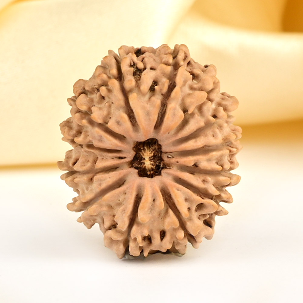 13 Mukhi from Nepal small - CCCLXXX